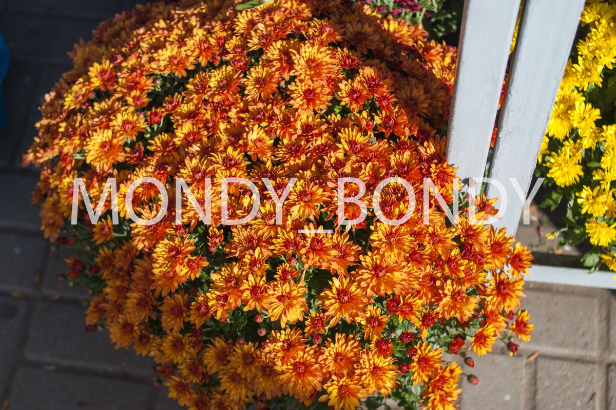 Autumn flowers in a pot close-up example image 1