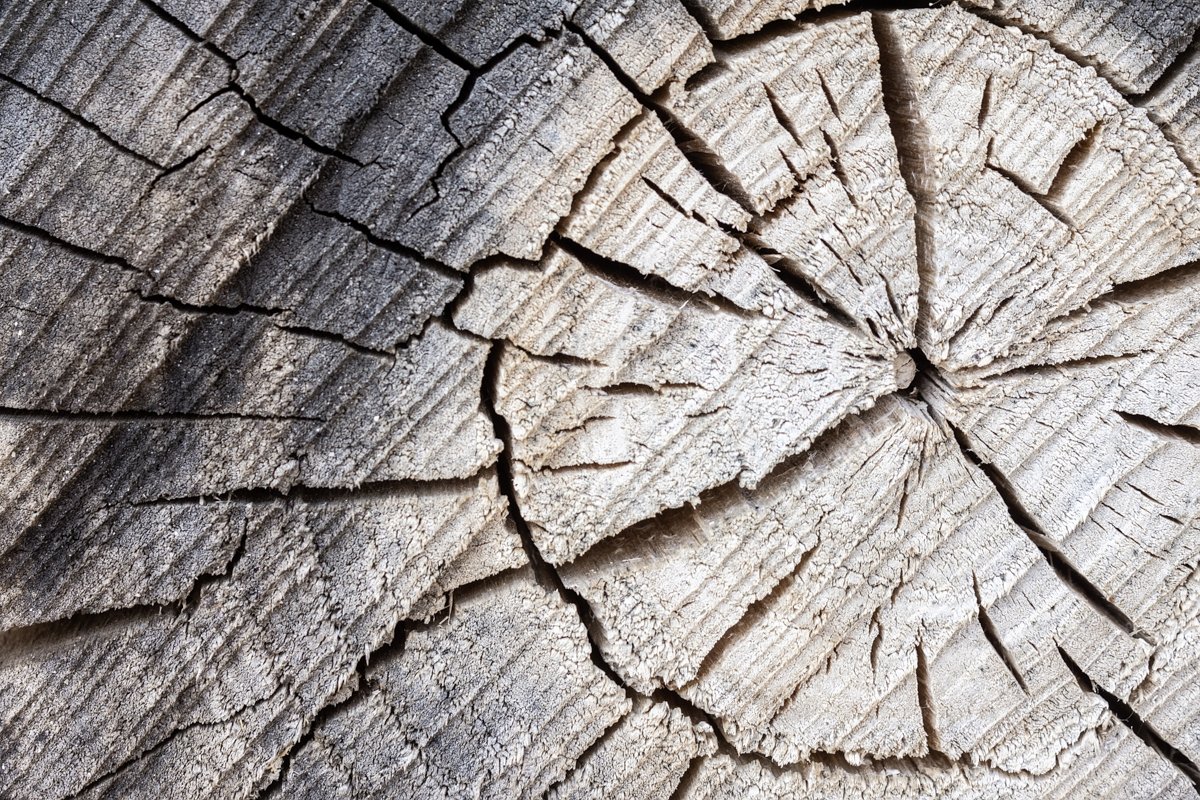 background tree texture example image 1