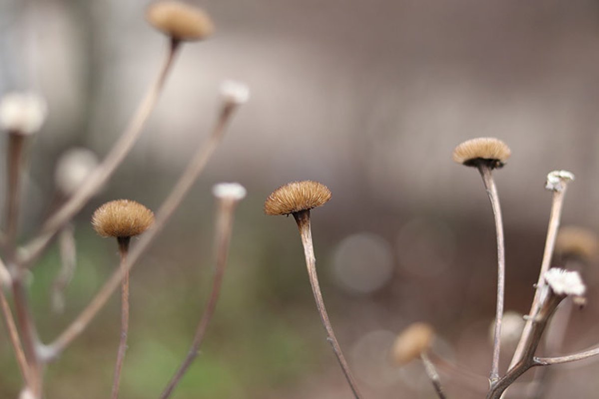 dry flowers in winter close-up example image 1