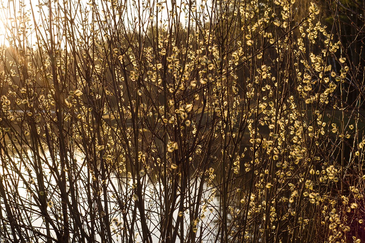 Orange buds on a tree. Nature. Spring. Morning. example image 1