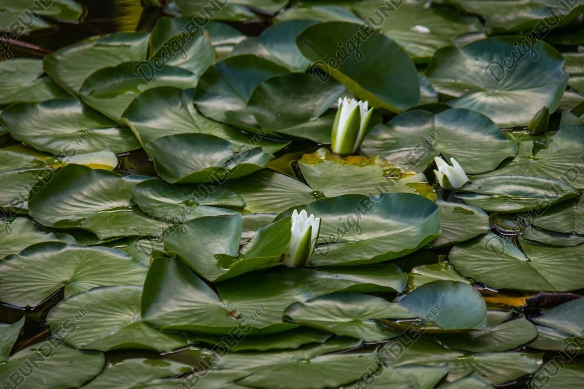 Stock Photo - Water lily example image 1