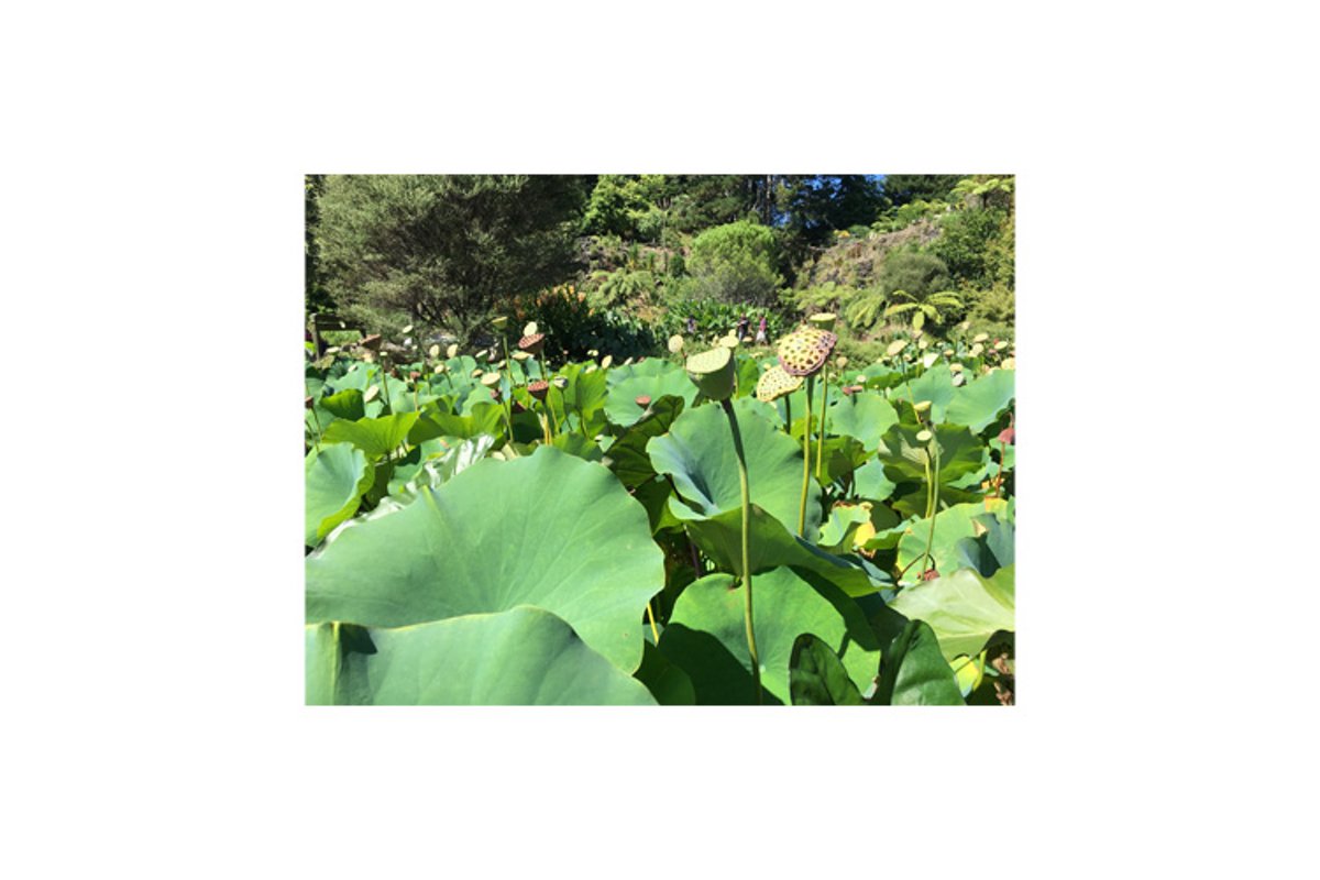 Photo of Nelumbo nucifera with seed head example image 1