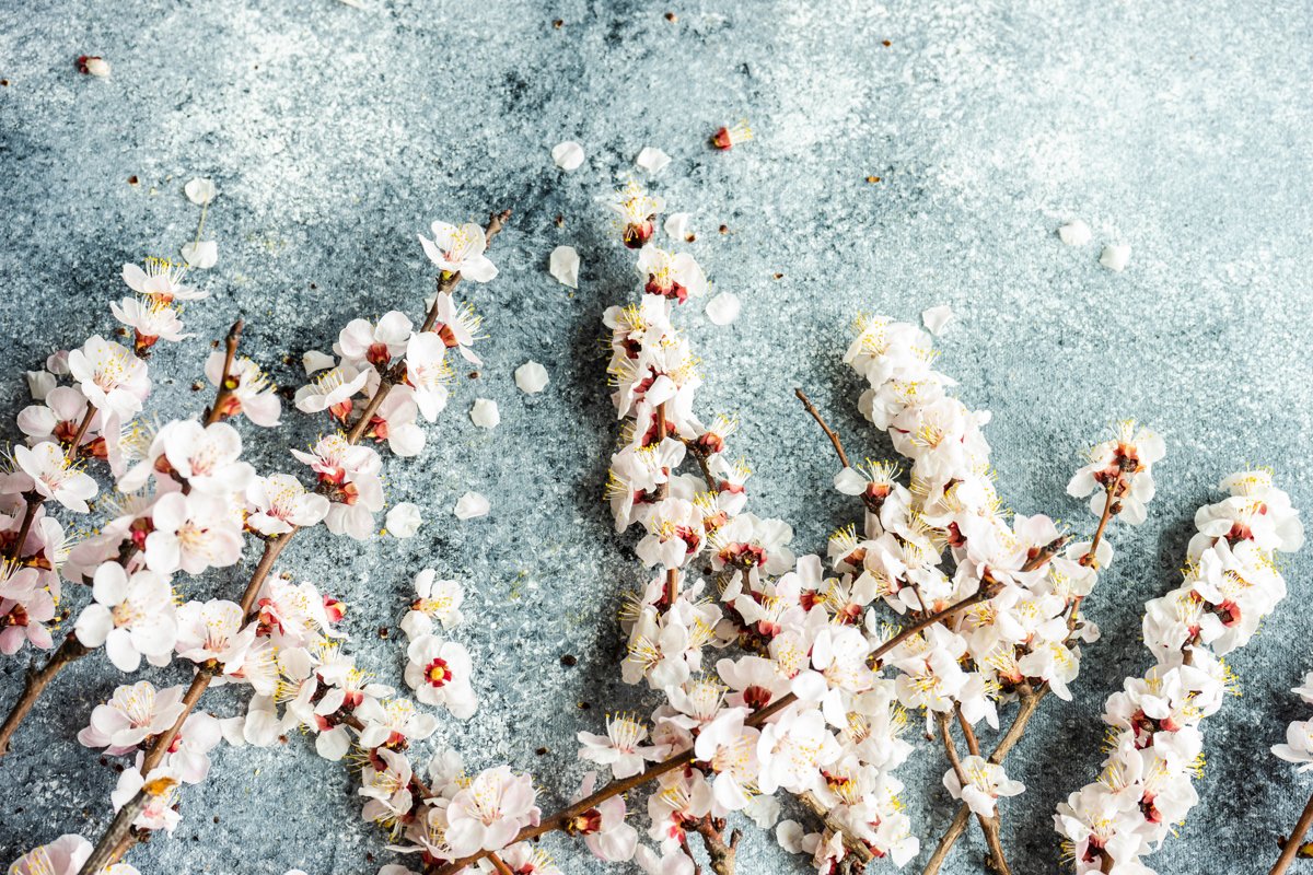 Spring card concept with apricot blossom example image 1