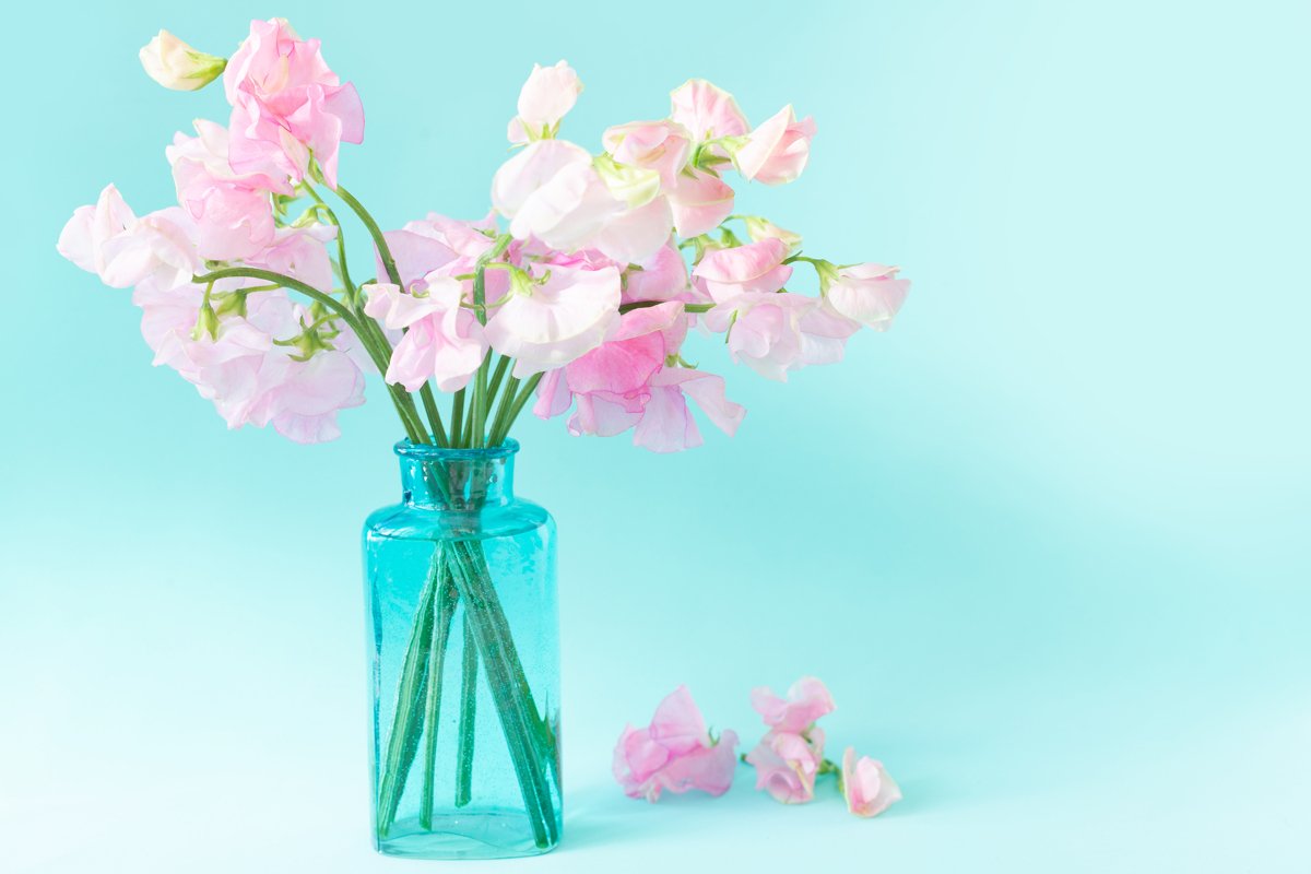 Bouquet of pink sweet peas flowers. Lathyrus in blue vase example image 1