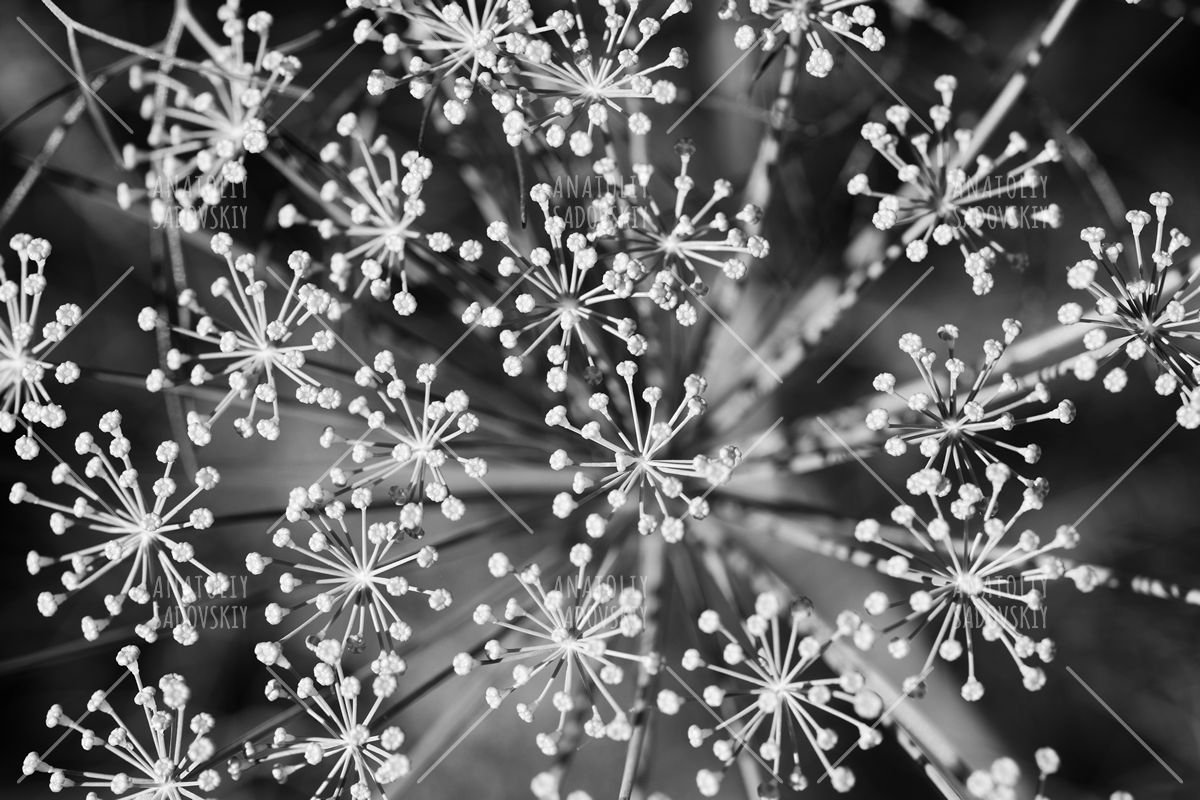 Black and white dill example image 1