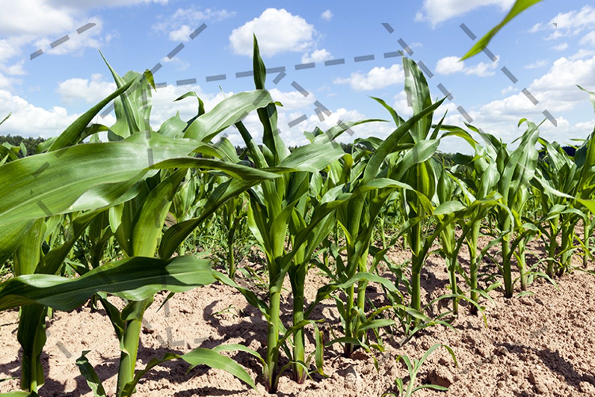 corn agricultural field example image 1