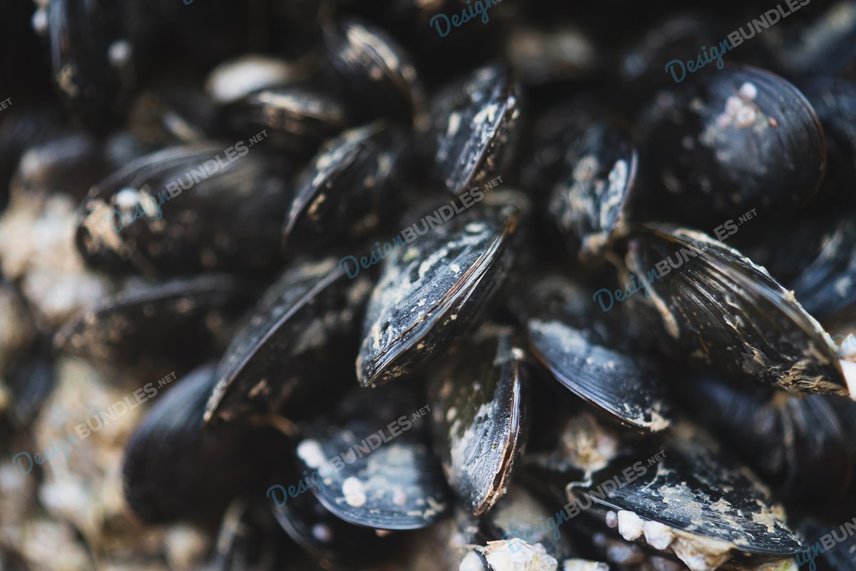Stock Photo - Baltic Clam example image 1