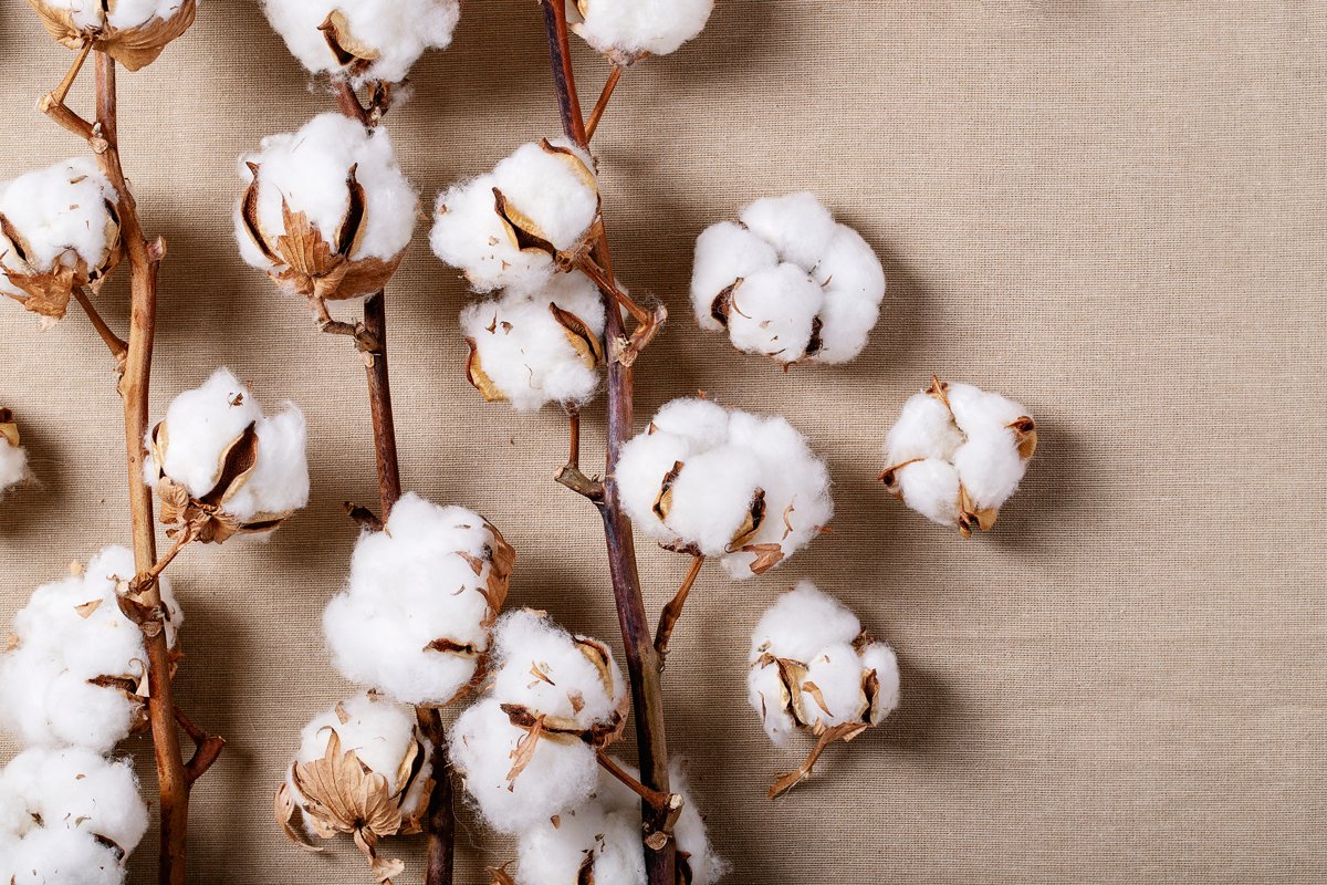 Dry cotton flower example image 1