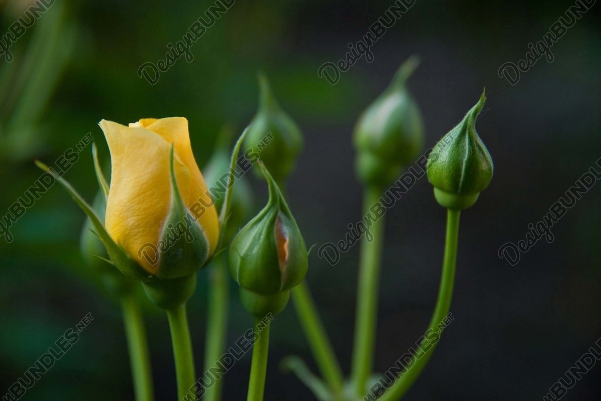 Stock Photo - Close-Up Of Yellow Tulips Blooming Outdoors example image 1