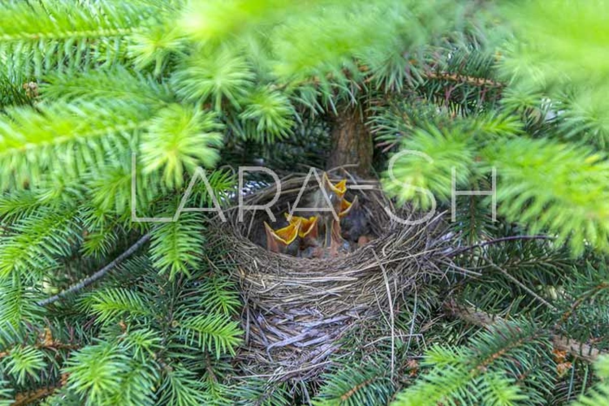 Baby birds turdus pilaris chicks in nest example image 1