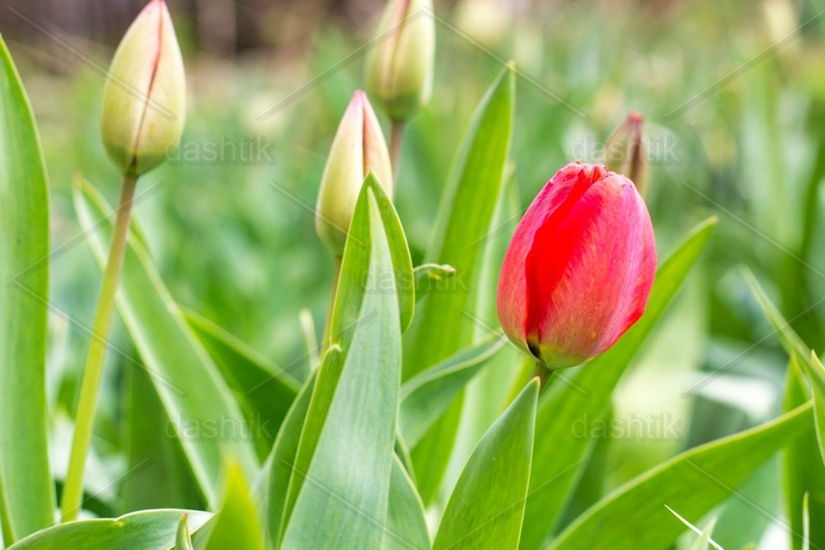 One beautiful red tulip blooming among others example image 1