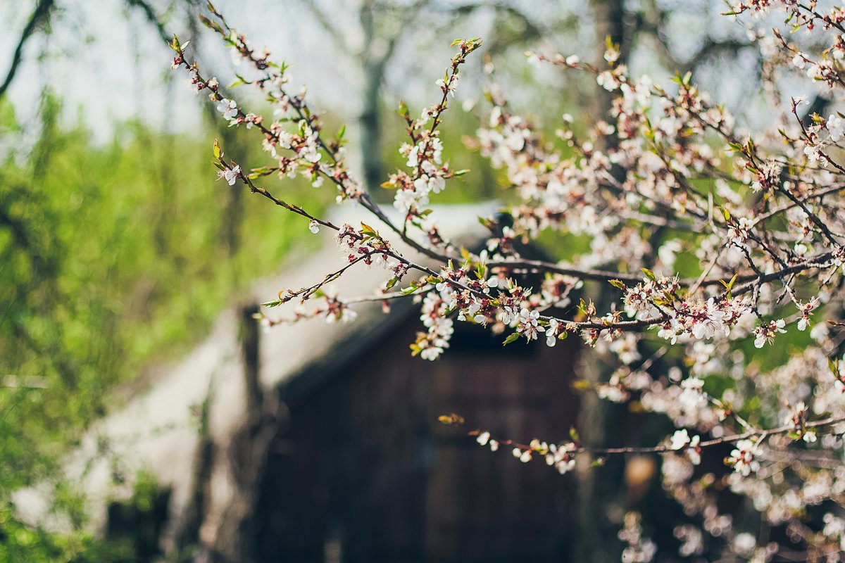 Apricot blossoms in full bloom. Part of the branch example image 1