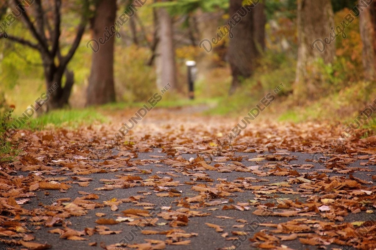 Stock Photo - Trees In Forest During Autumn example image 1