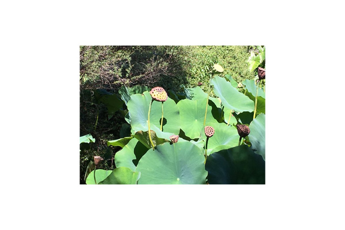 Photo of Nelumbo nucifera with seed head example image 1