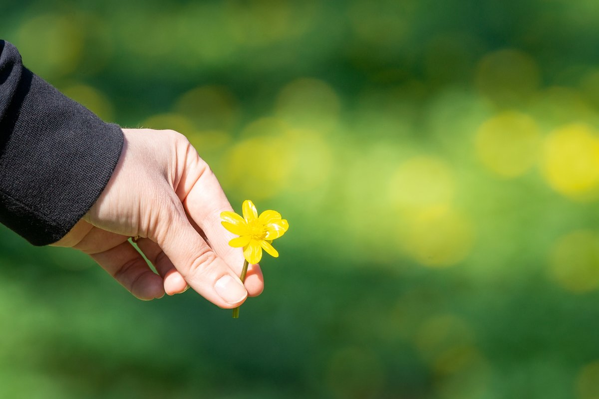 Buttercup in hand, green background example image 1