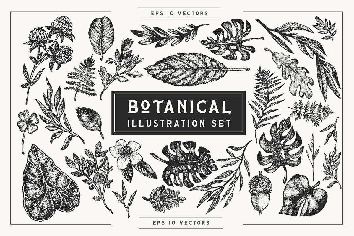 Botanical Vector Illustration Set example image 1