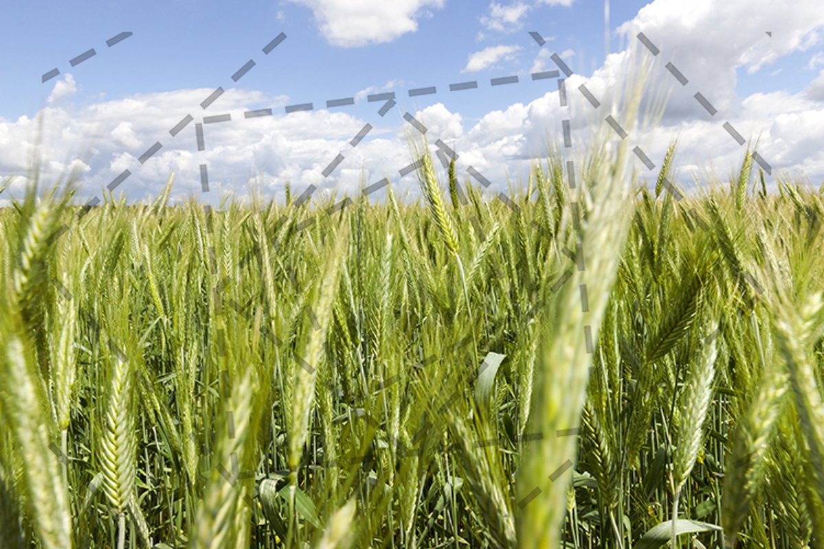 Field of wheat example image 1