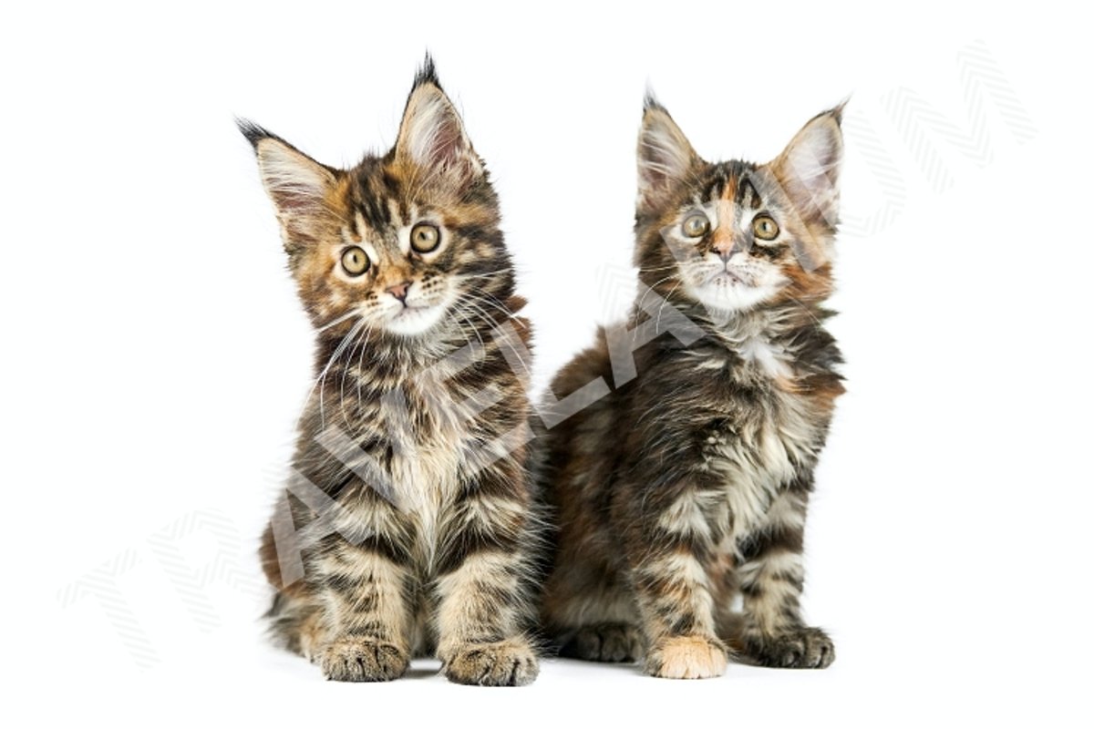 Two Maine coon kittens, isolated. example image 1