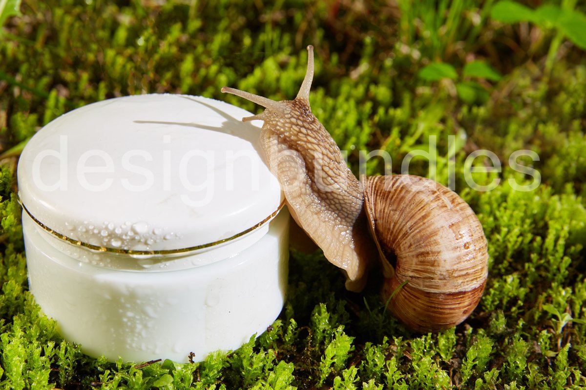 Helix pomatia, Burgundy snail example image 1
