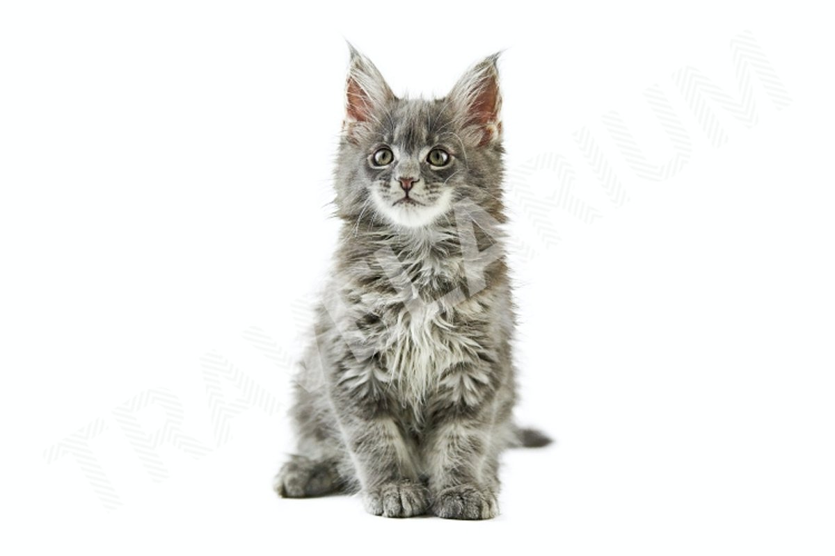 Maine coon kitten, isolated example image 1