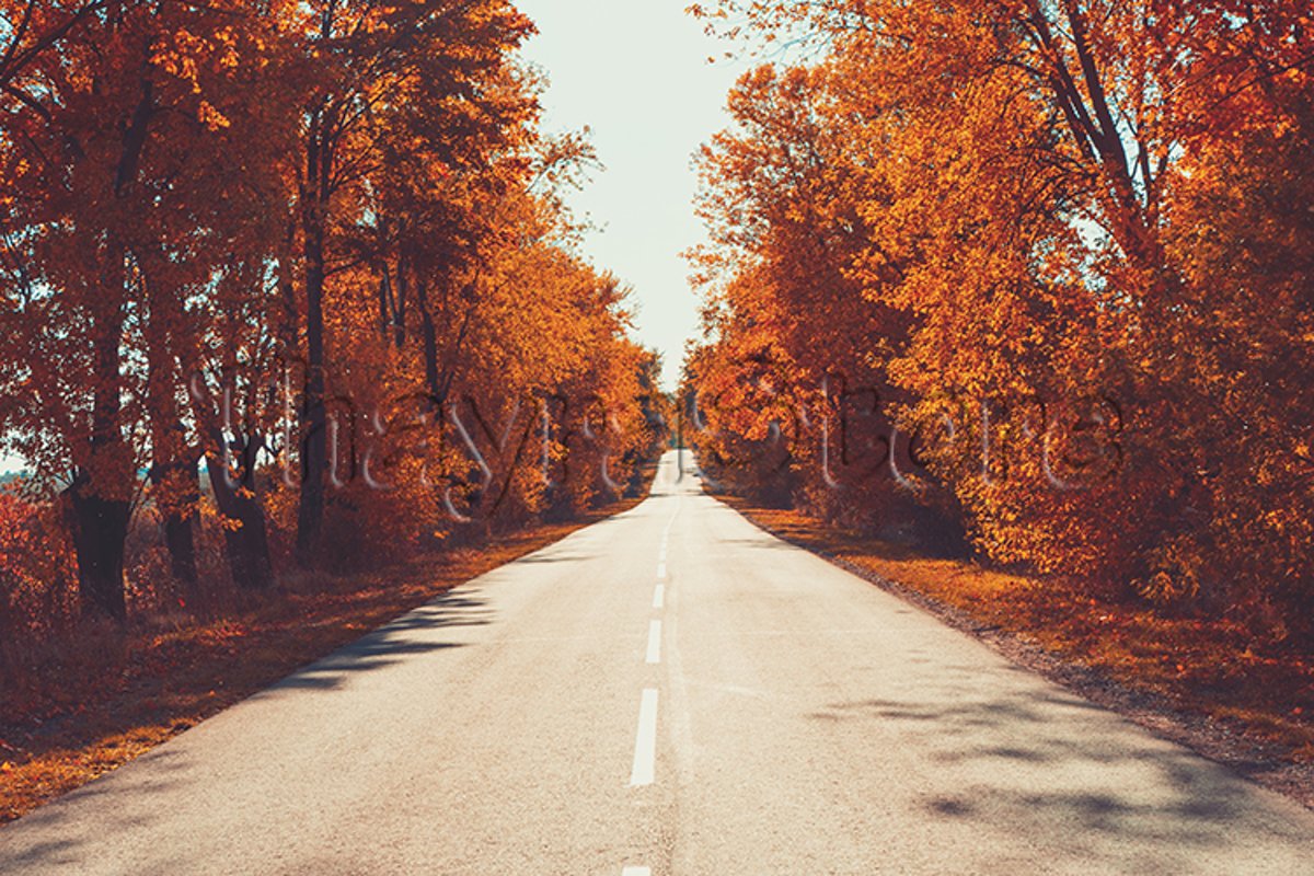 Empty asphalt road in autumn forest. Autumnal background . example image 1