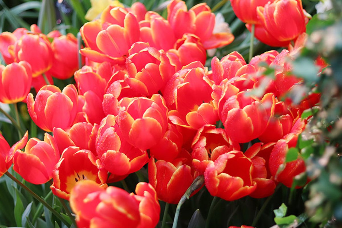 red flowers tulips close up example image 1