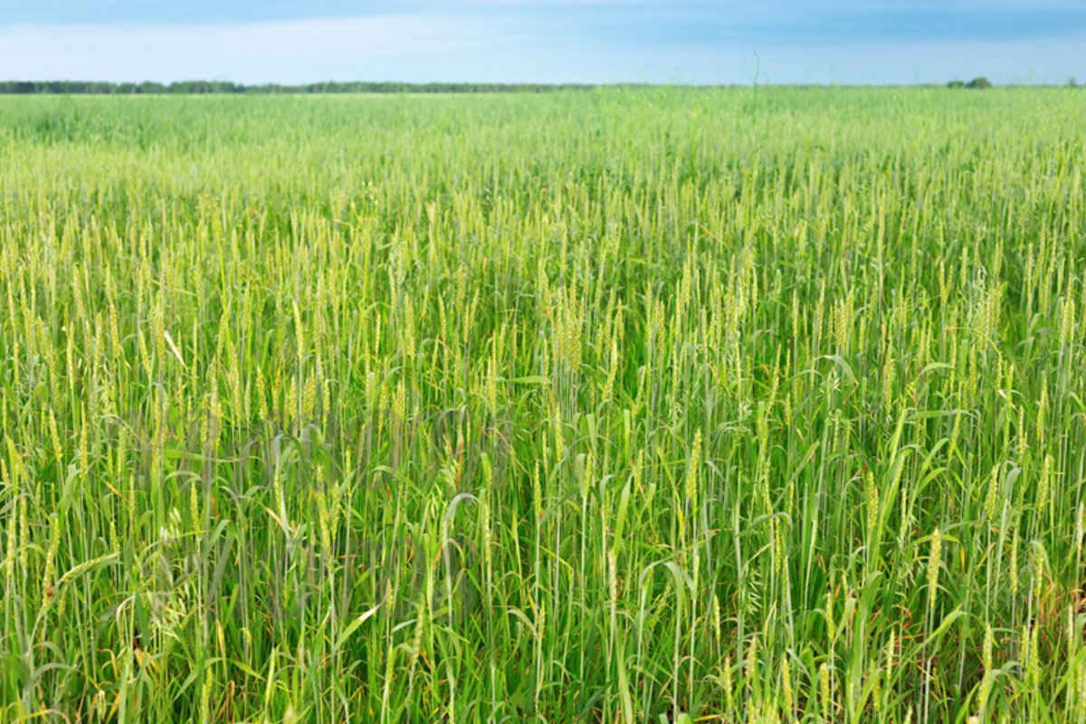 Green wheat on field example image 1