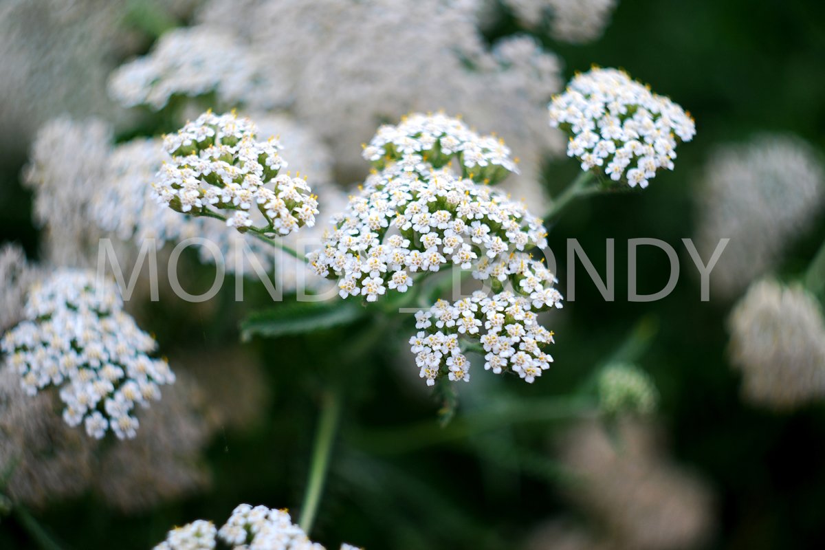 Small flowers and plants close up example image 1