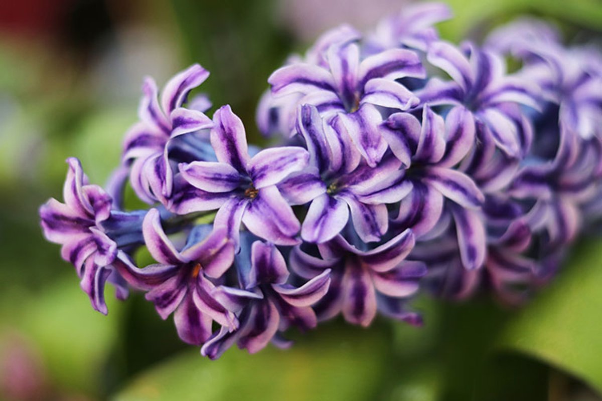 Hyacinth flower in the store example image 1