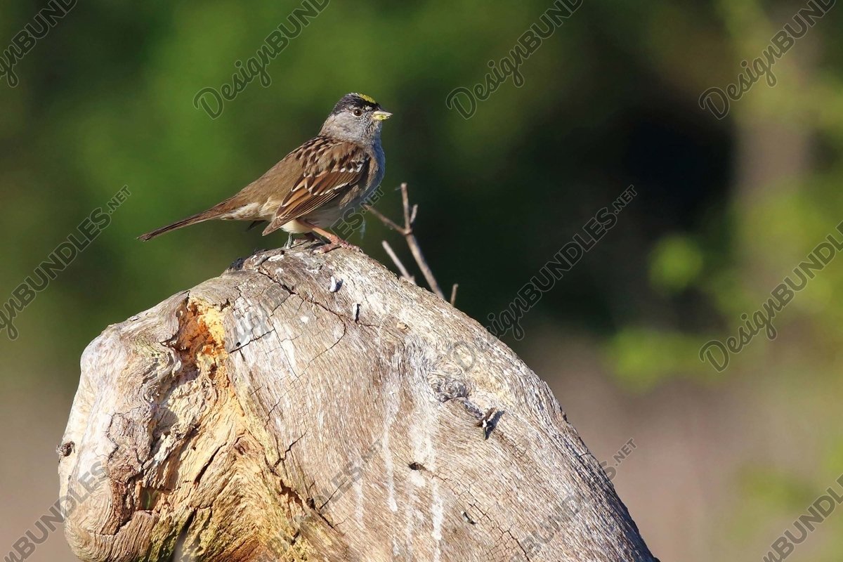 Stock Photo - Close-Up Of Bird Perching On Wood example image 1