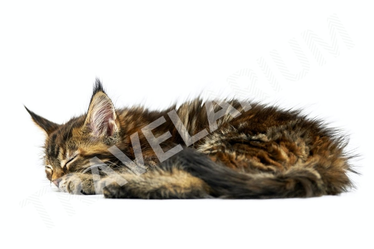 Tortoiseshell sleeping Maine coon kitten, isolated. example image 1