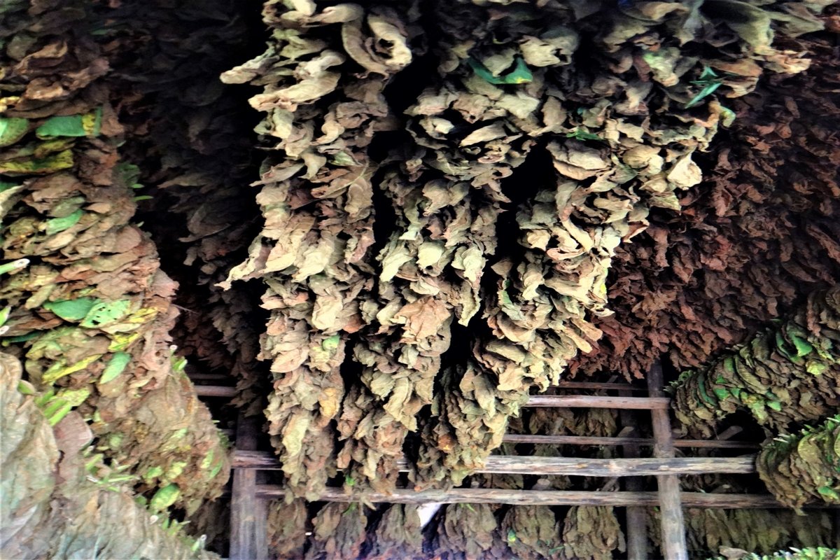 Tobacco leaves drying in Vinales, Cuba example image 1