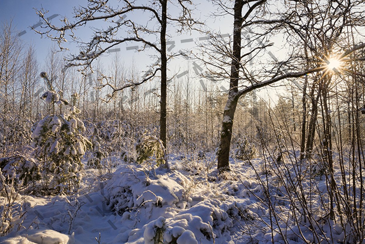 winter landscape sun example image 1