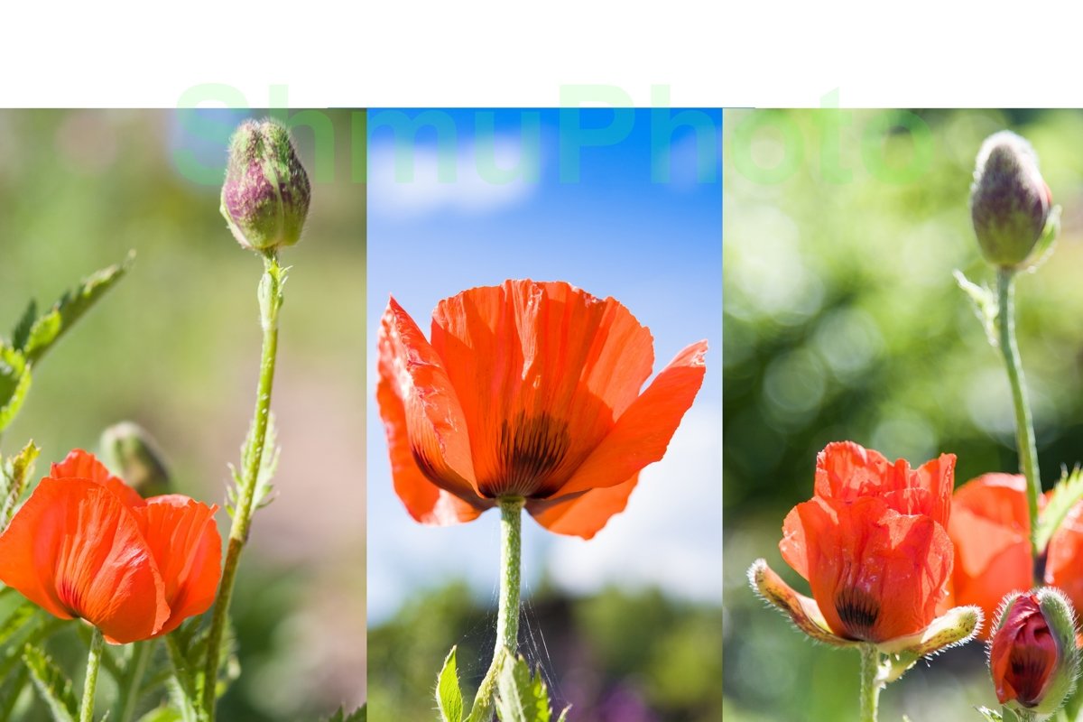 Red poppies Papaver somniferum in summer example image 1
