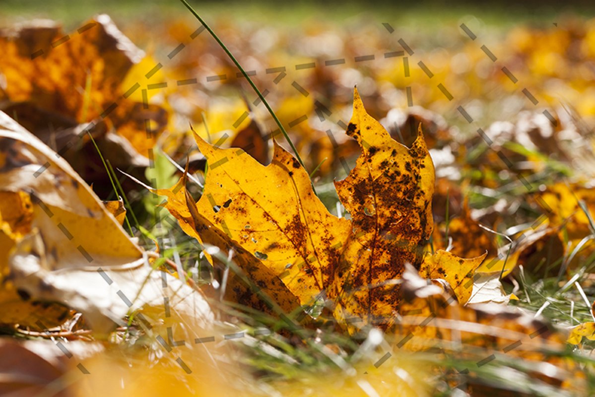orange foliage maple example image 1