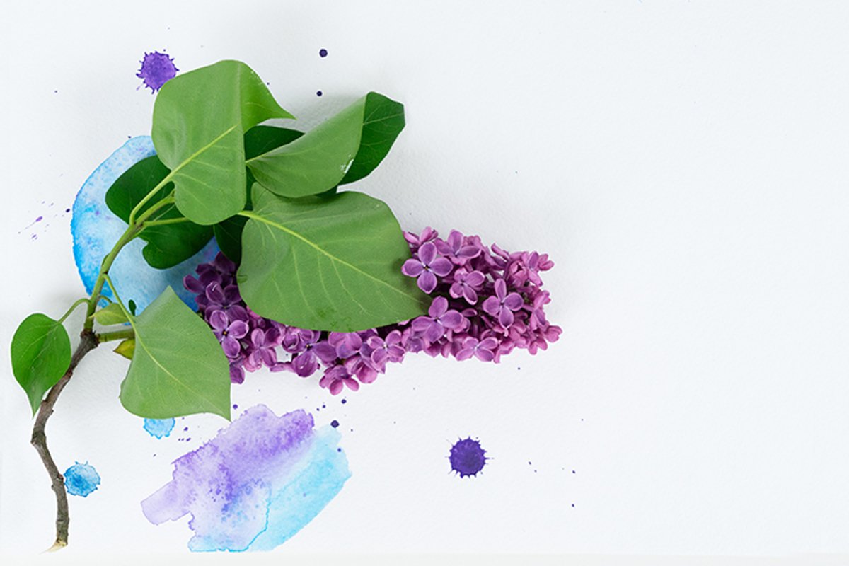 Fresh lilac flowers twig example image 1