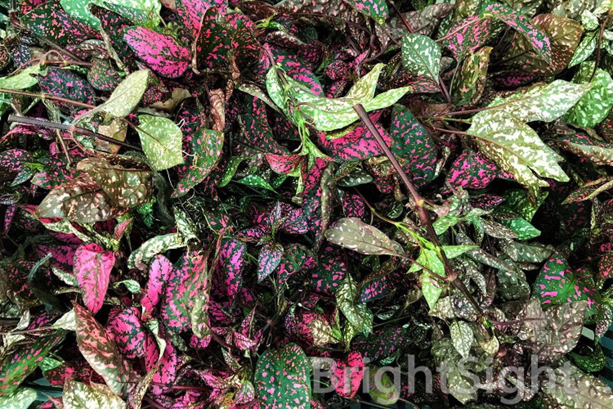 Cut branches of Hypoestes example image 1