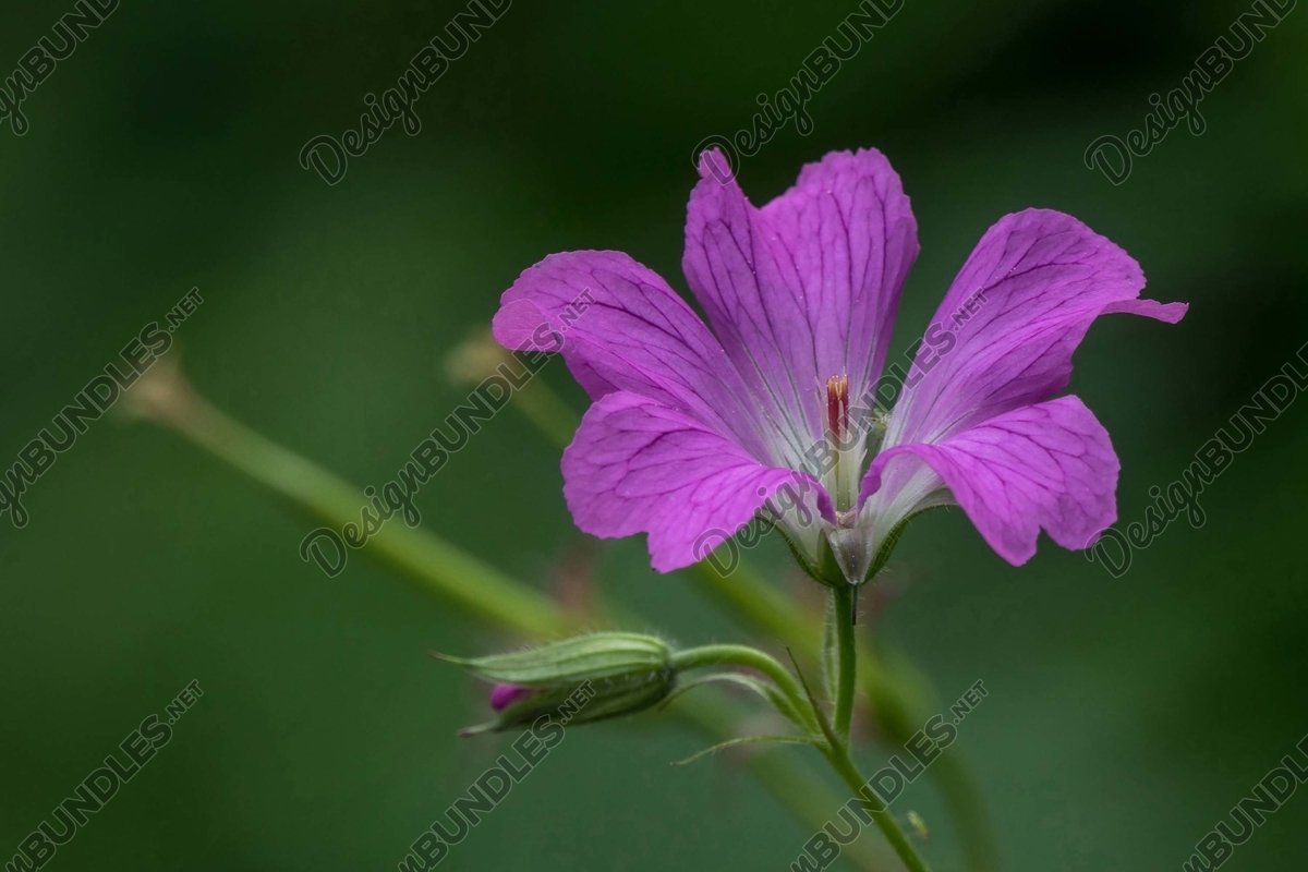 Stock Photo - Close-Up Of Pink Flowering Plant example image 1