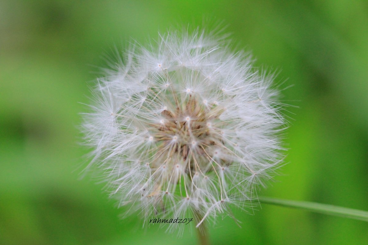 Dandelion on background of green grass example image 1