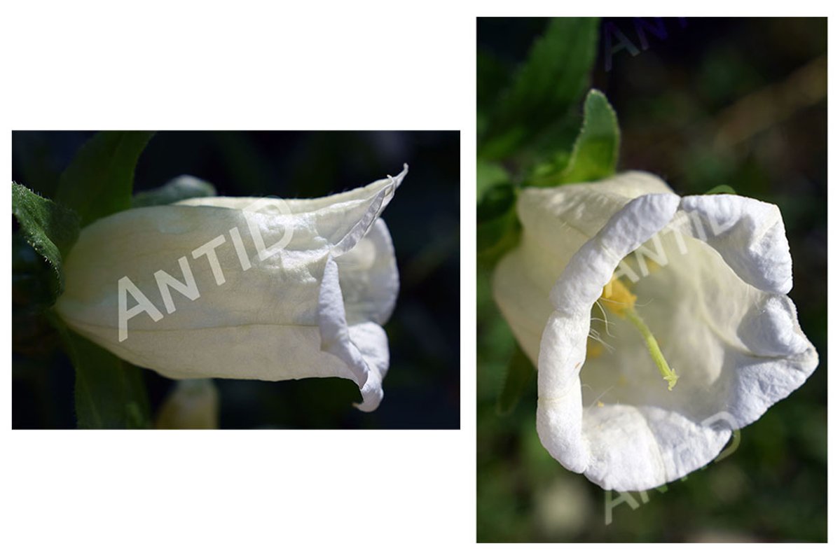 Set of 2 images. A white bell flower on a blurry background. example image 1