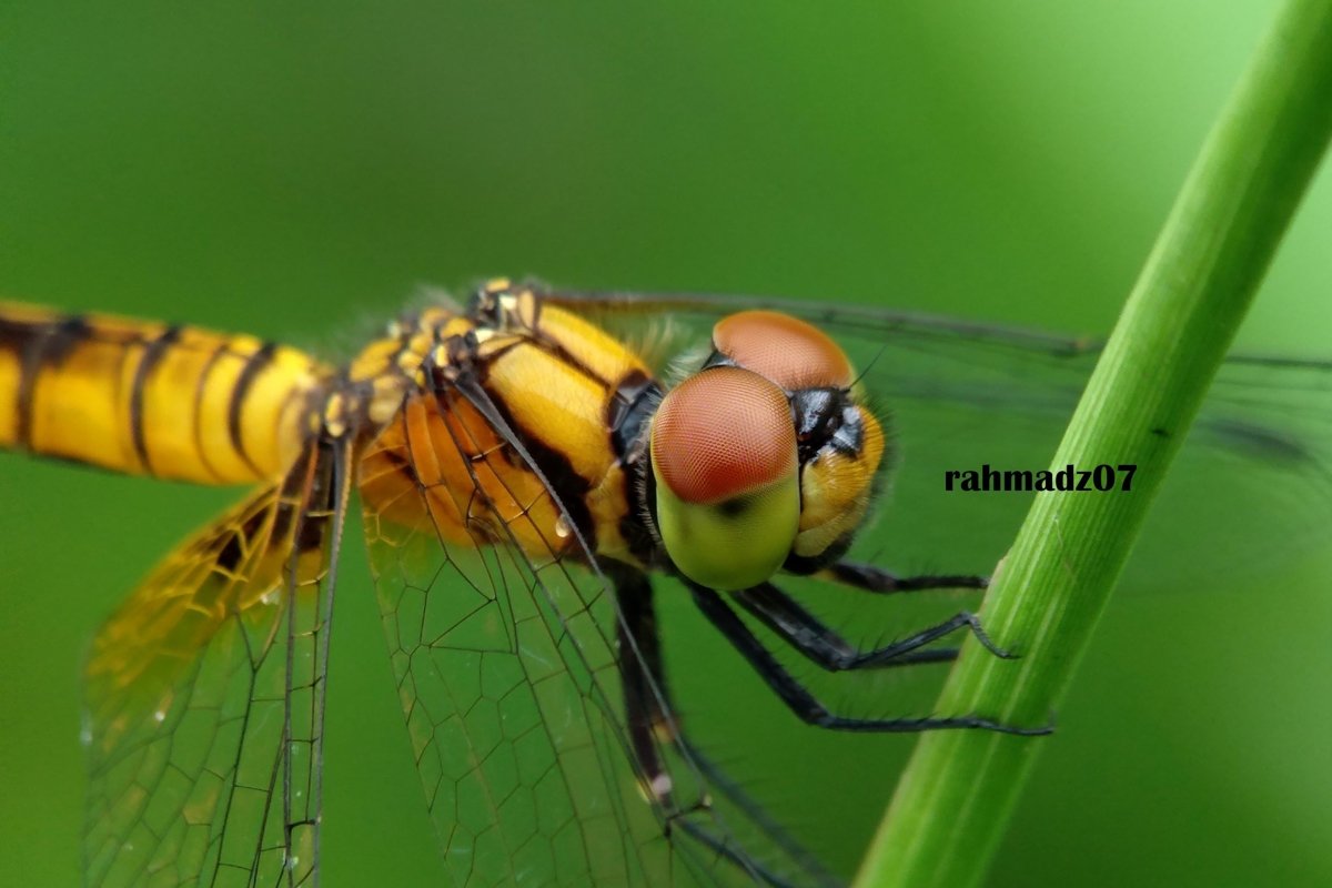Extreme Close-Up Of Dragonfly example image 1