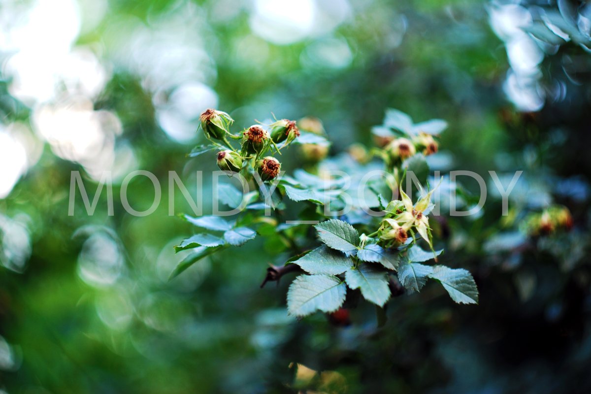 Fruits of green berries on a tree example image 1
