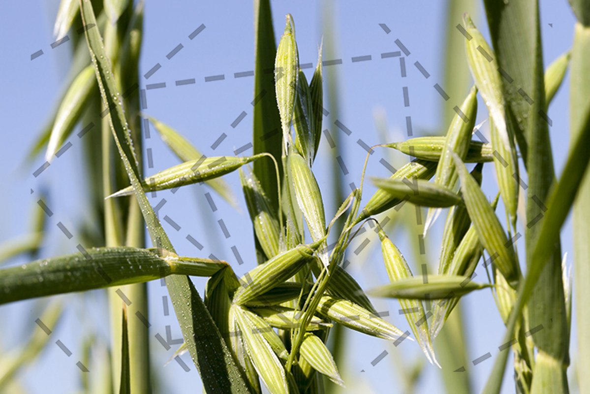 beautiful young ear of oat example image 1