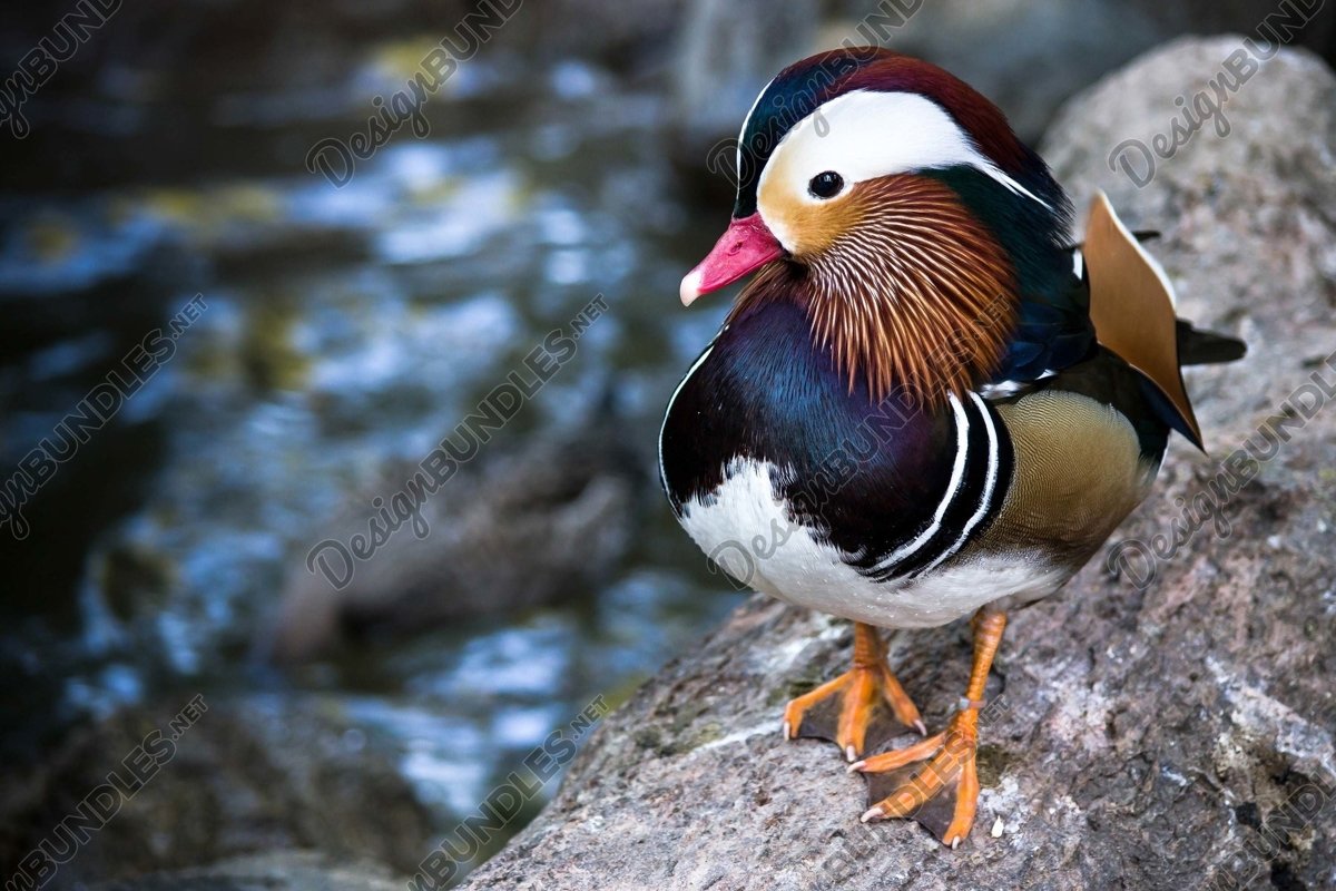 Stock Photo - Close-Up Of Mandarin Duck Against Lake example image 1