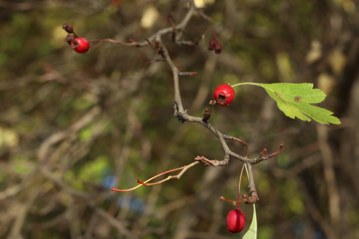 rosehip bush with red berries close-up example image 1