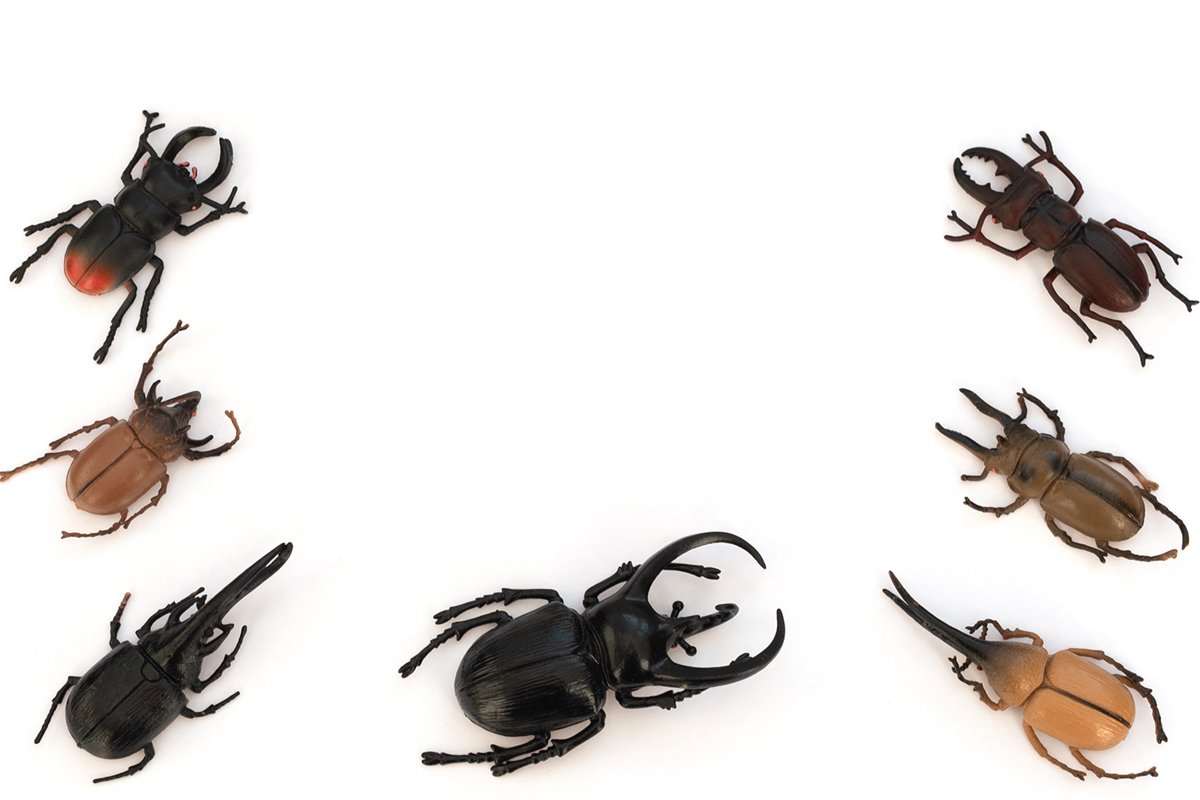 Different types of beetles on white background example image 1