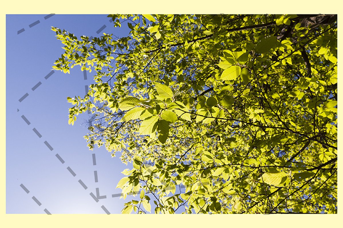 sunlight lit leaves example image 1