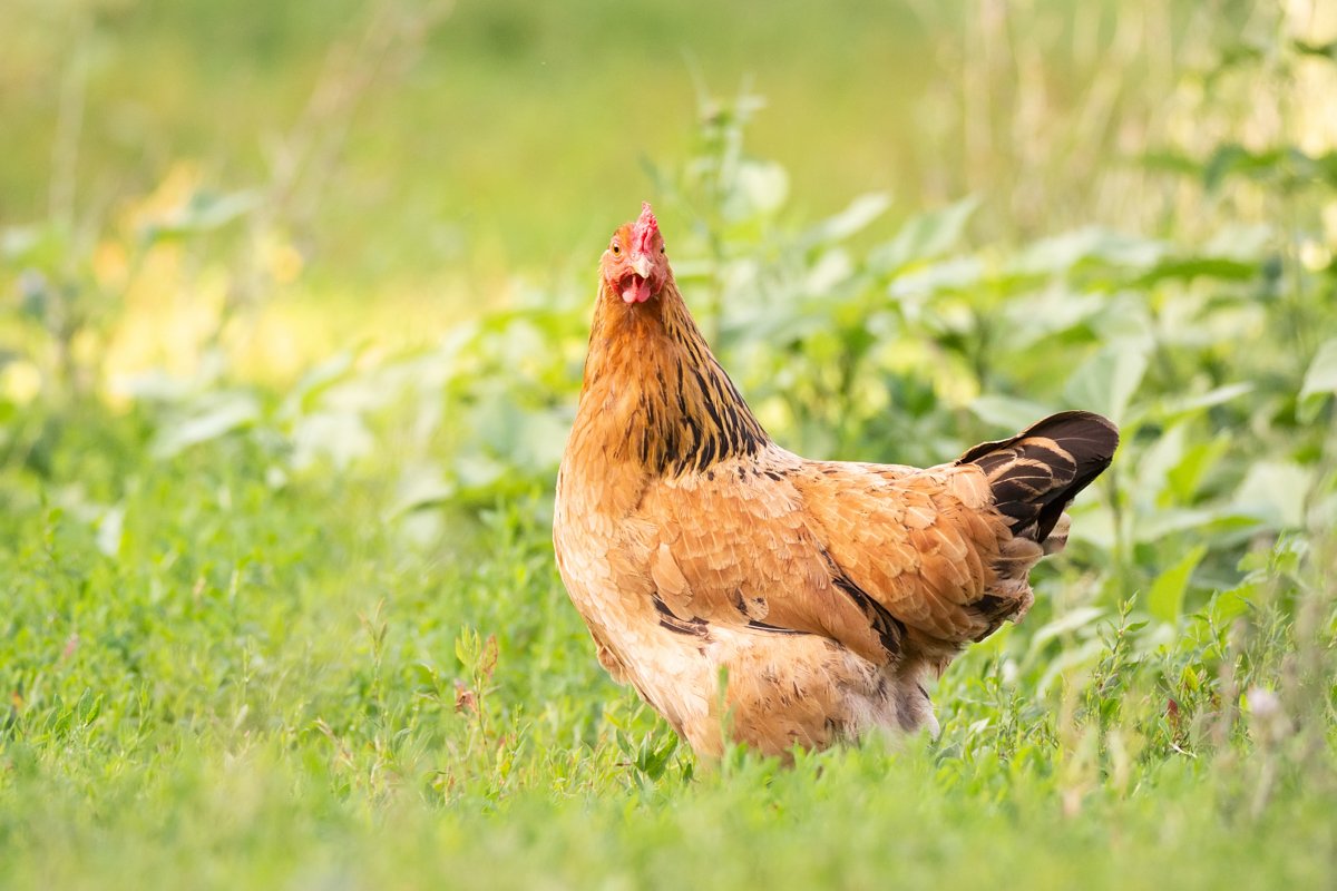 healthy chicken in the garden example image 1
