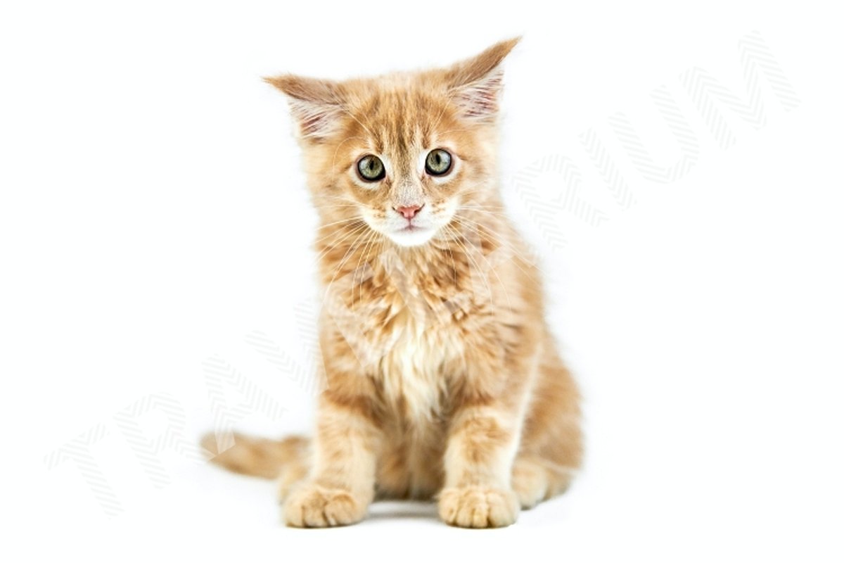 Maine coon kitten, isolated example image 1