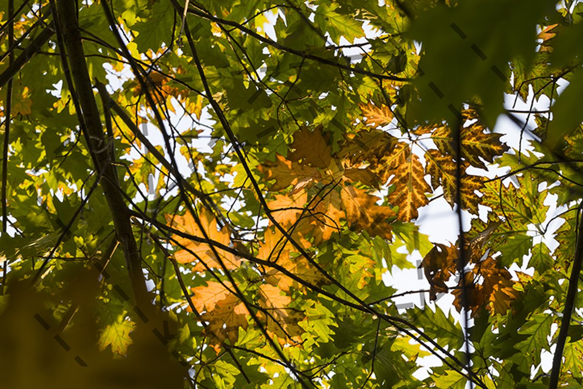 autumn nature example image 1